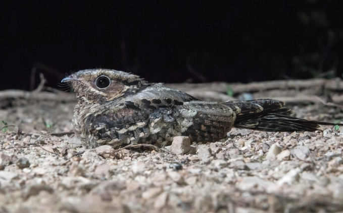 nightjar and nighthawk guide