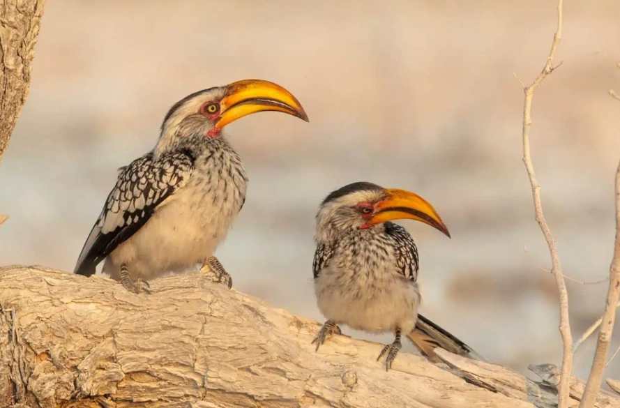 best birdwatching spots best birdwatching spots