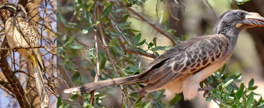 Namib Desert birds