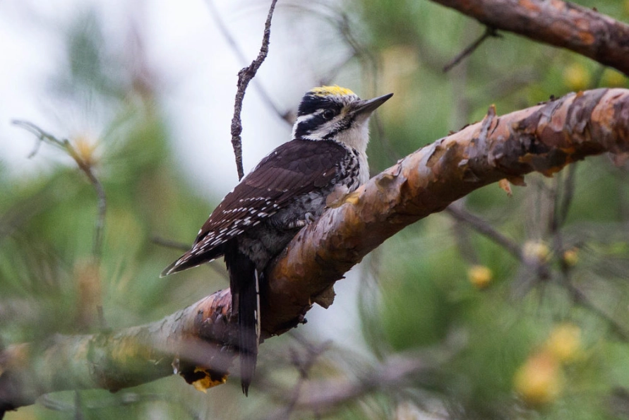 top birding spots in the world top birding spots in the world