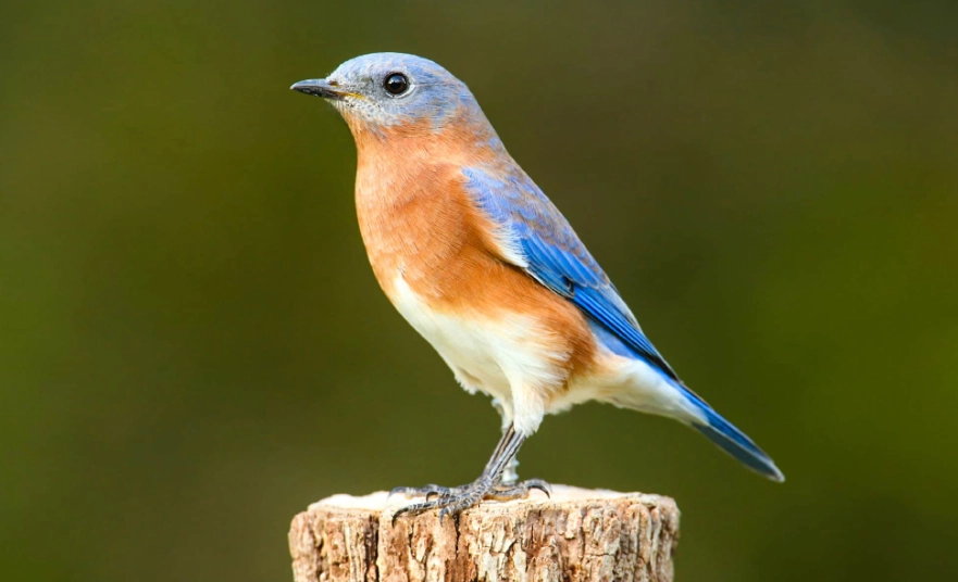Texas bird watching capital