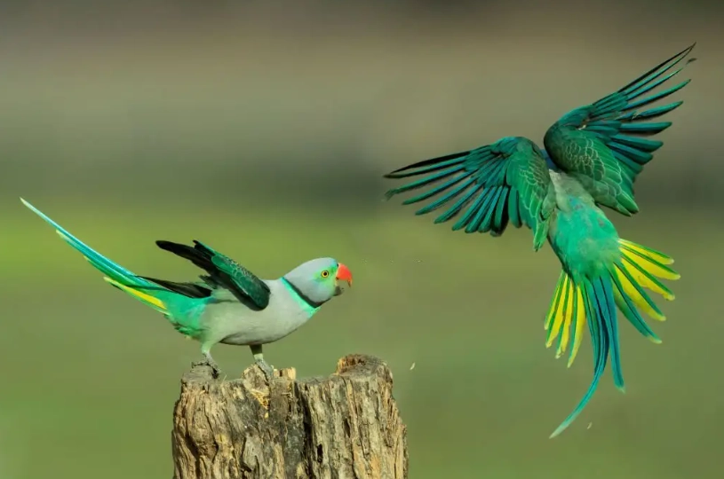 bird watching hotspots