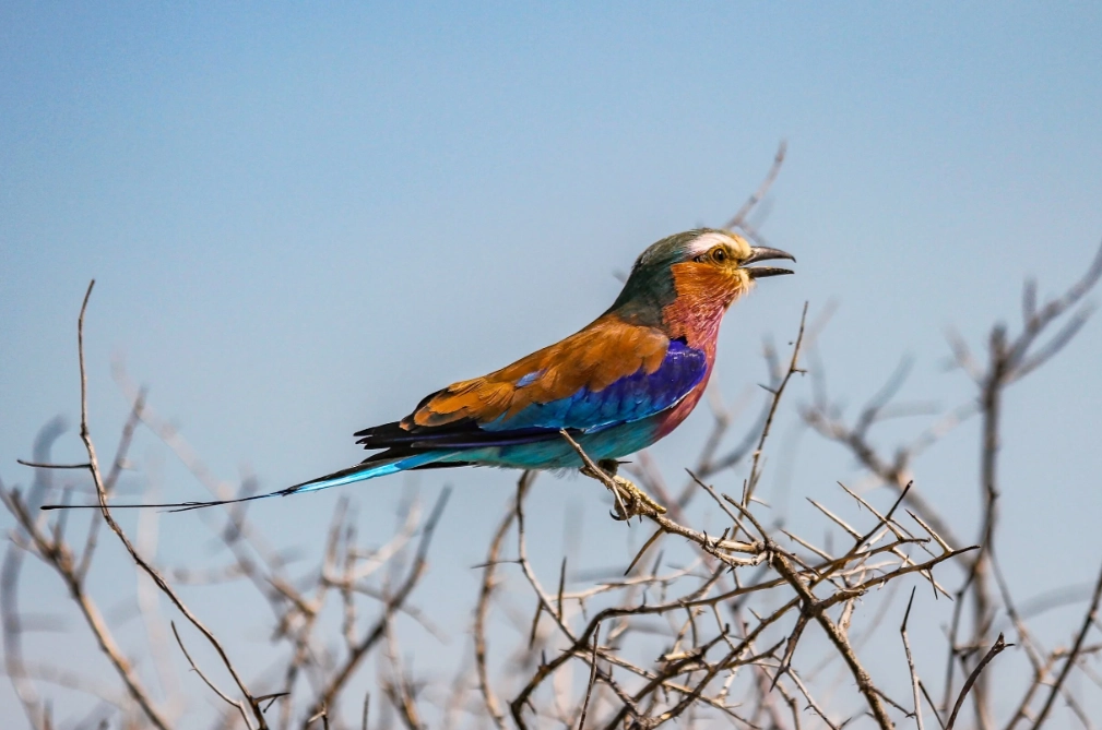 desert adapted birds