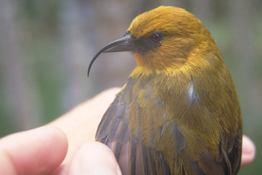endemic birds hawaii