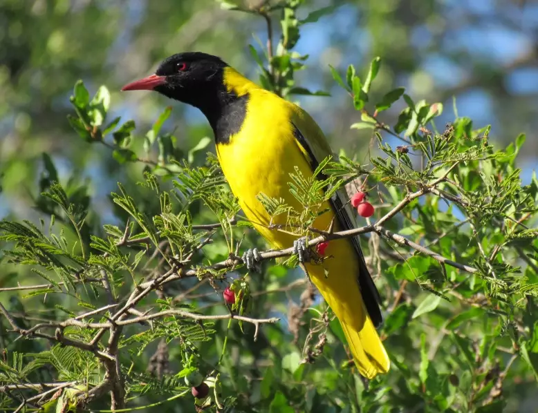 african birdwatching hotspots