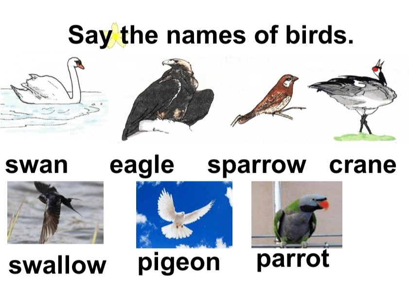 Texas bird watching capital