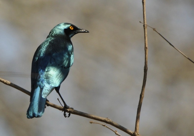 birding zambia malawi
