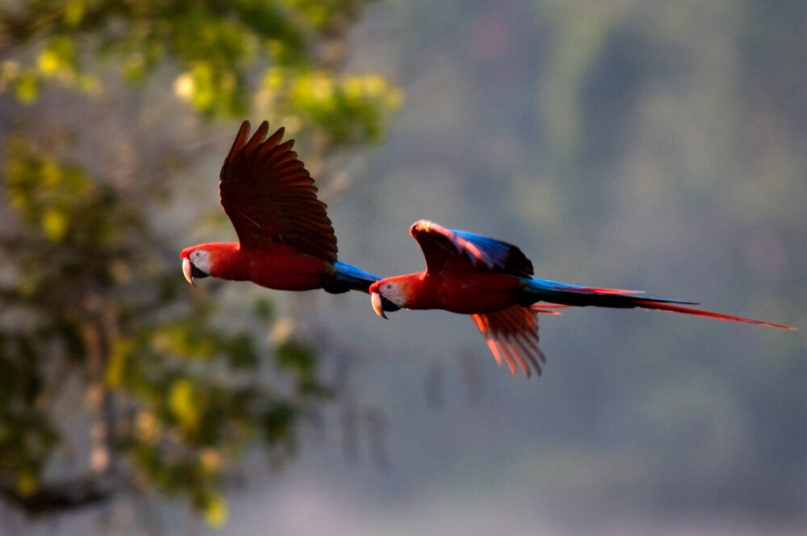 best bird watching destinations best bird watching destinations