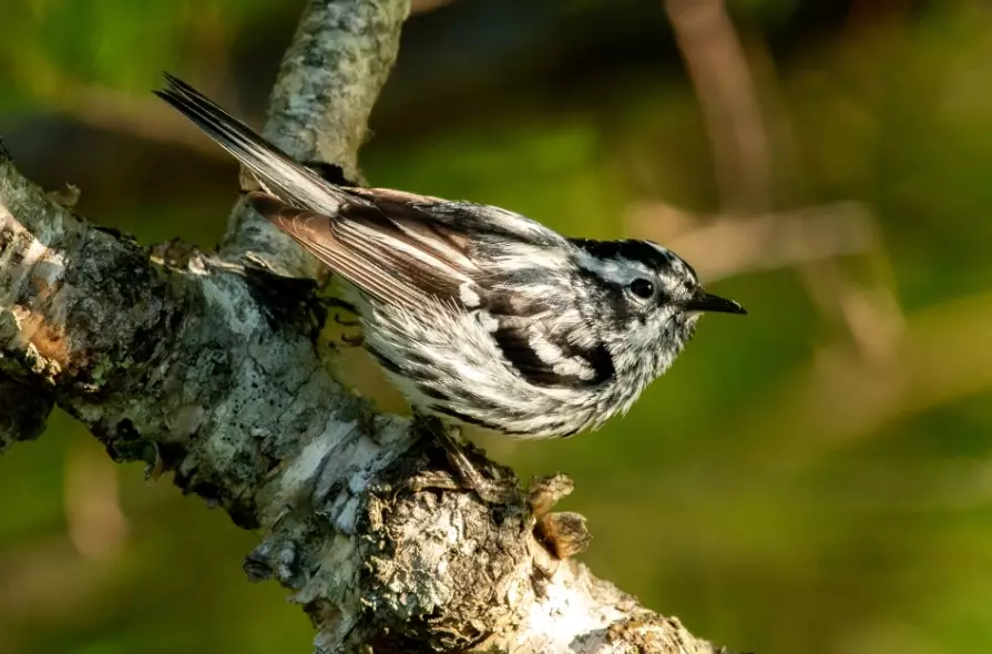 top birding locations top birding locations