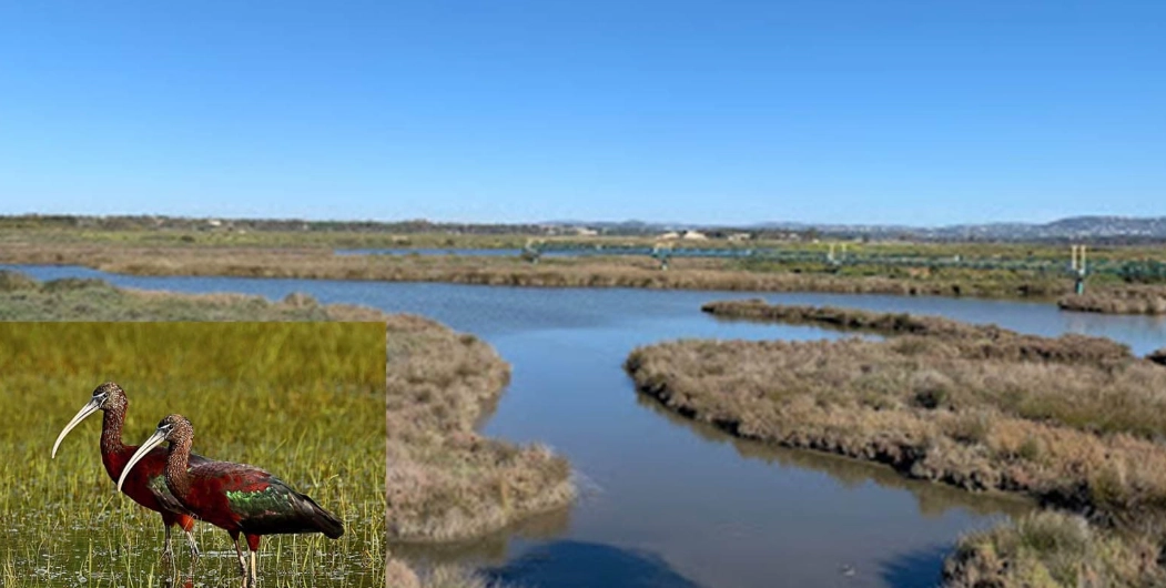 European birdwatching hotspots