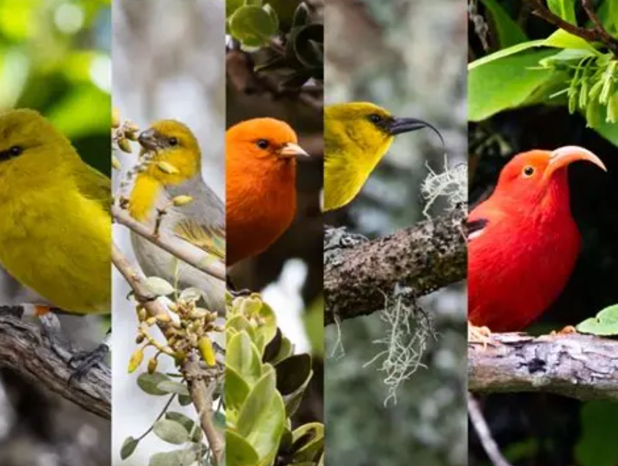 hawaiian honeycreeper
