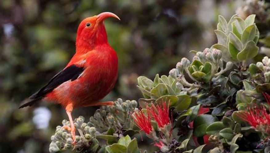 endemic birds hawaii