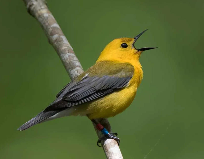 top birding spots in the world top birding spots in the world