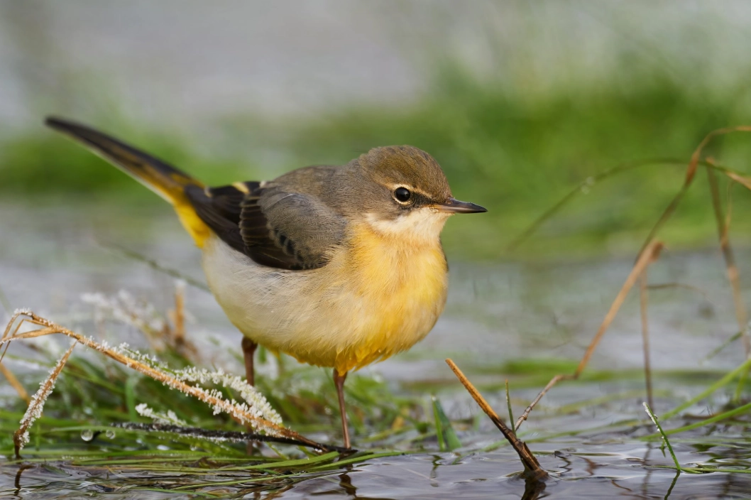 birdwatching holidays Europe