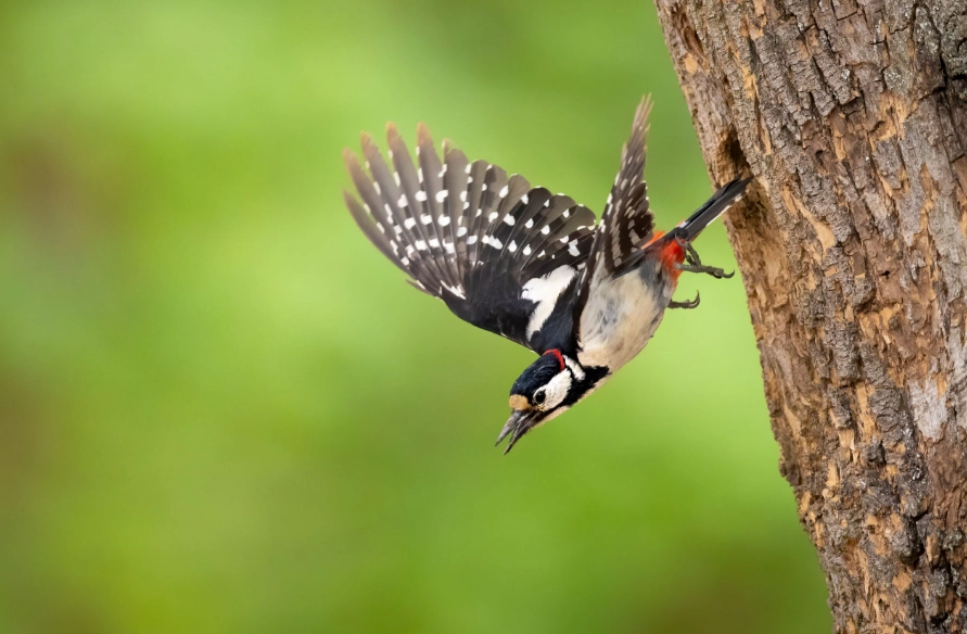 top birding locations top birding locations