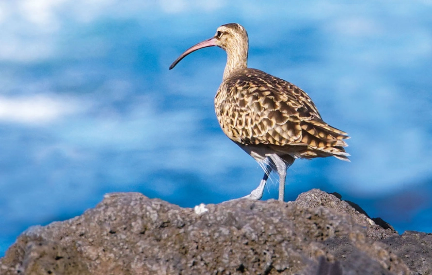 hawaiian honeycreeper