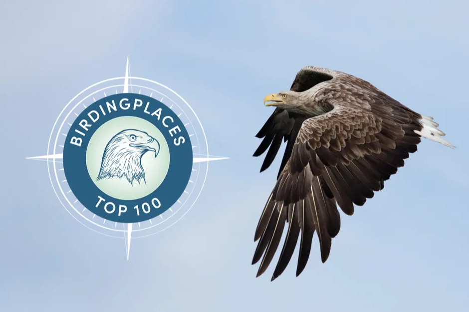 birdwatching holidays Europe