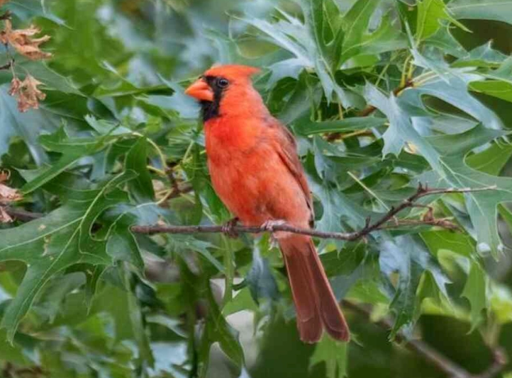 local birding locations local birding locations