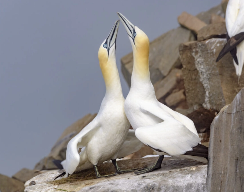 birding fashion mistakes