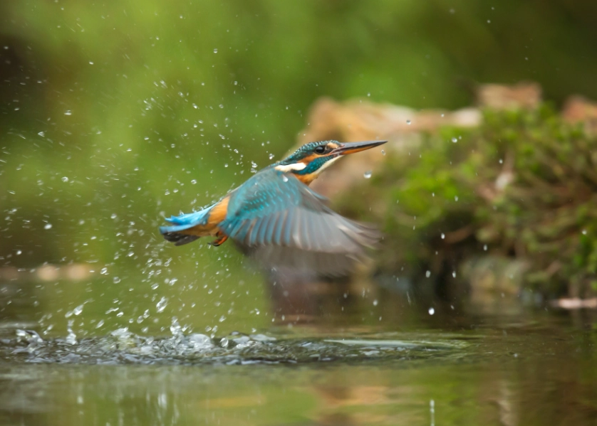 best bird watching spots best bird watching spots