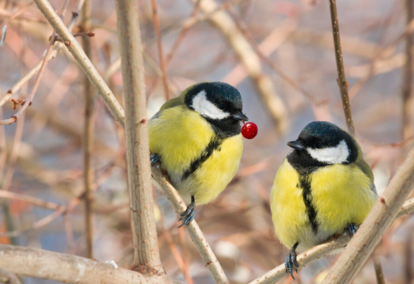 what to wear birding