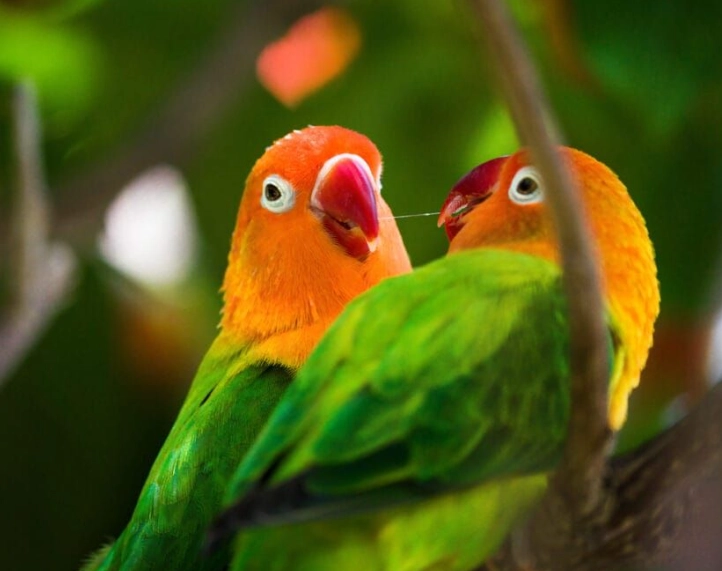 birding clothing colors to avoid