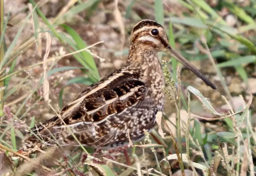 birding hotspots near me birding hotspots near me