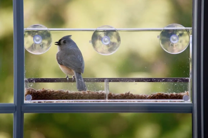 window bird feeder window bird feeder