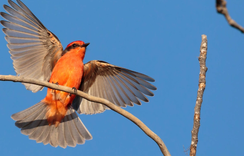 California park bird species California park bird species