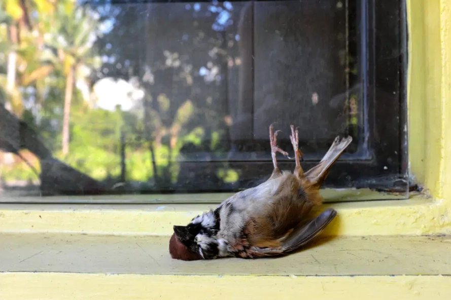 bird stunned after hitting window bird stunned after hitting window