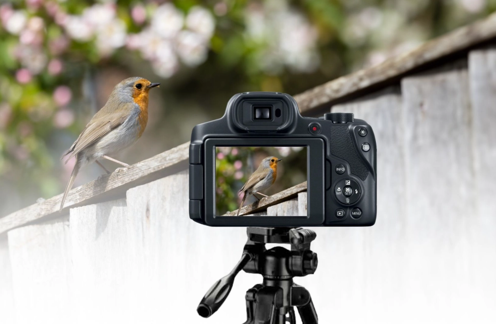 mirrorless camera for birding
