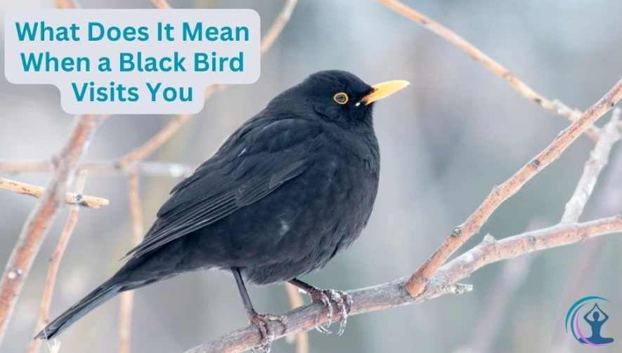 spiritual meaning of birds spiritual meaning of birds