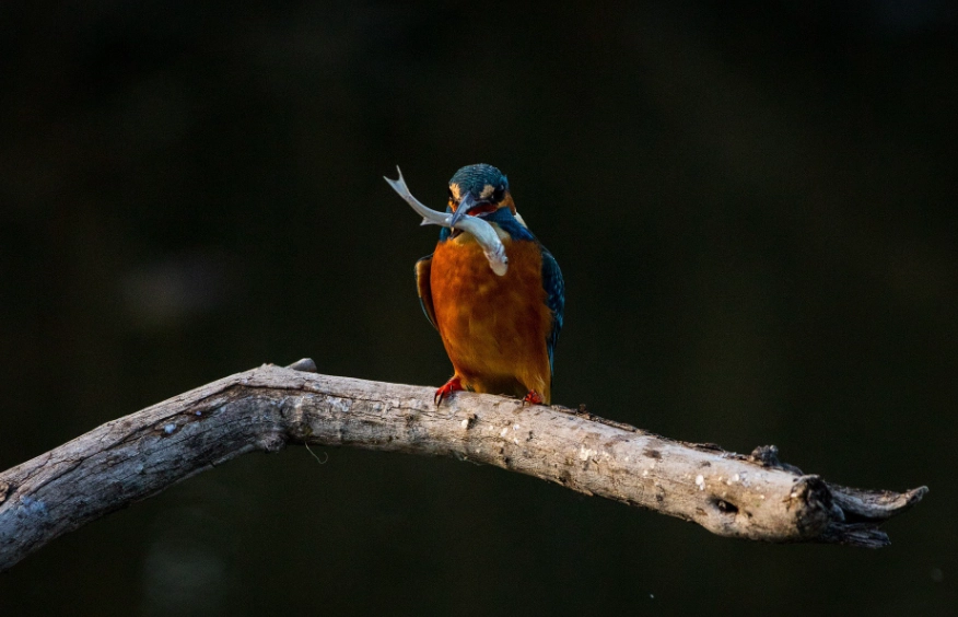 bird photography for beginners