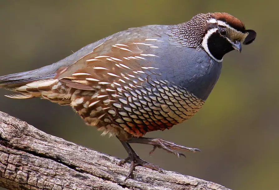 birding California national parks birding California national parks
