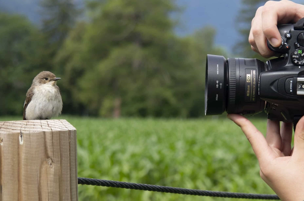 best camera for bird photography