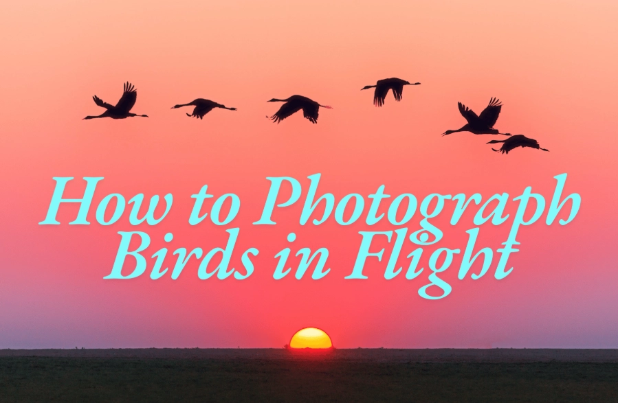 bird photography tips