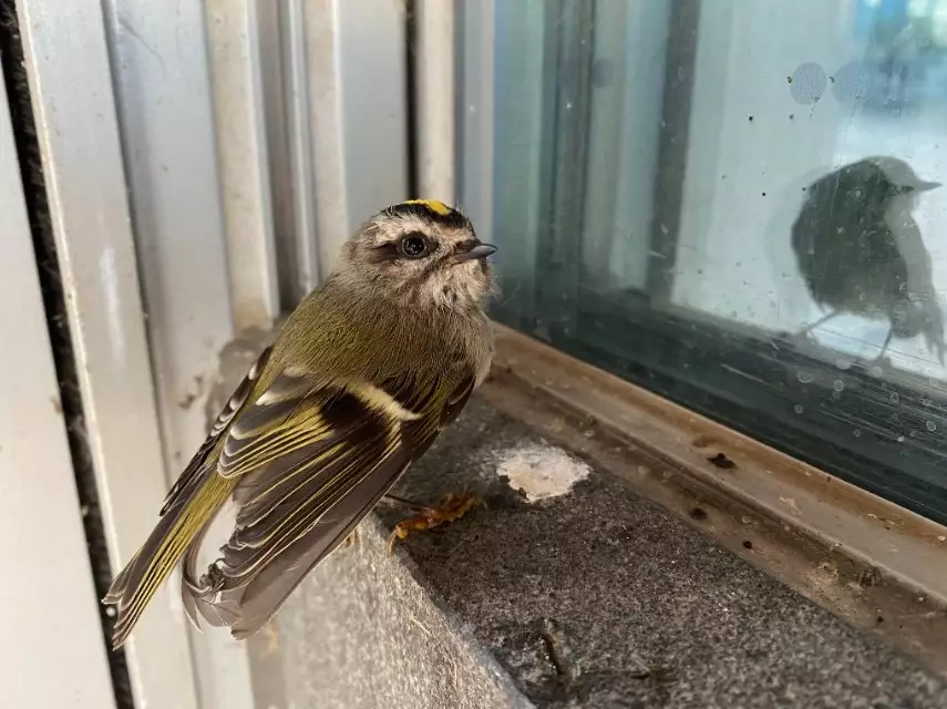 how long are birds stunned