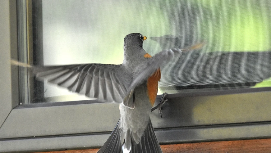 how long are birds stunned how long are birds stunned