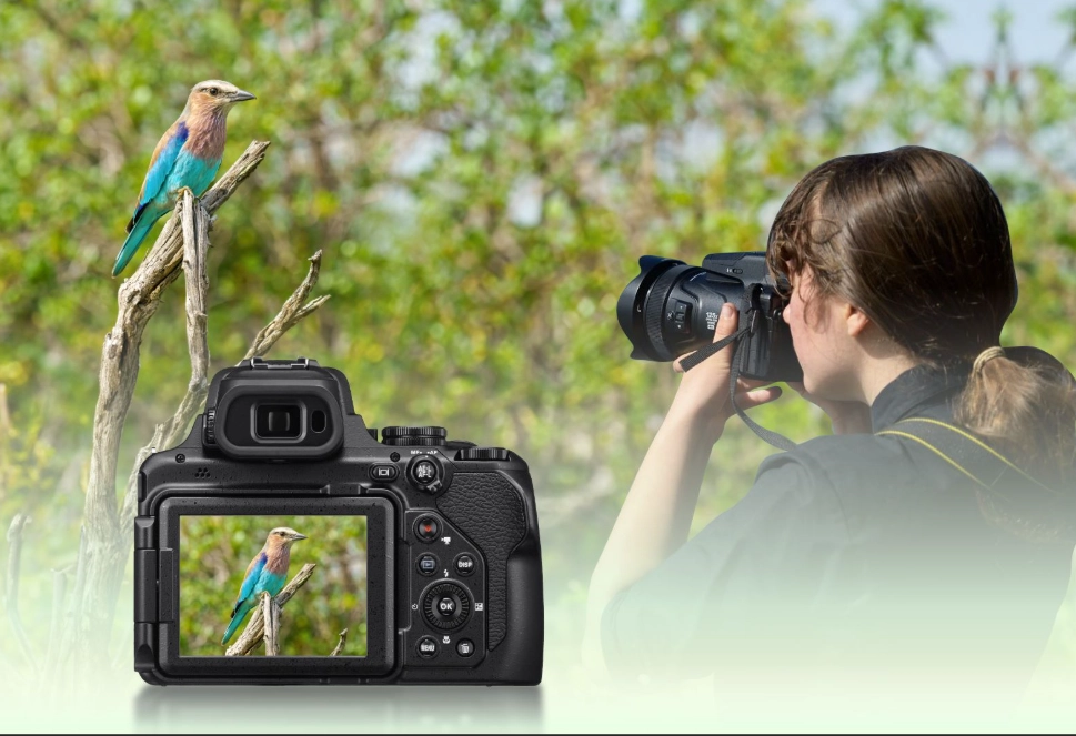 bird photography camera setup
