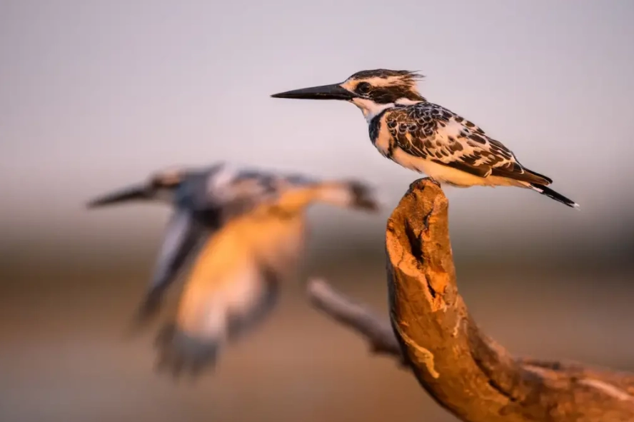 bird photography tips