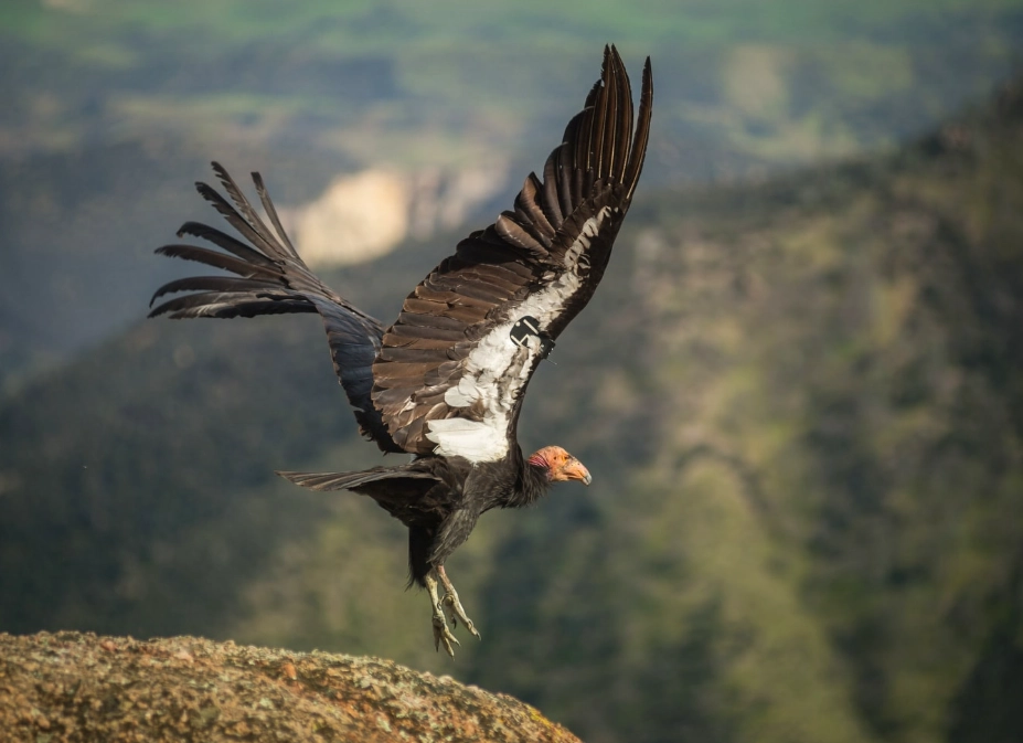 best birdwatching spots California best birdwatching spots California