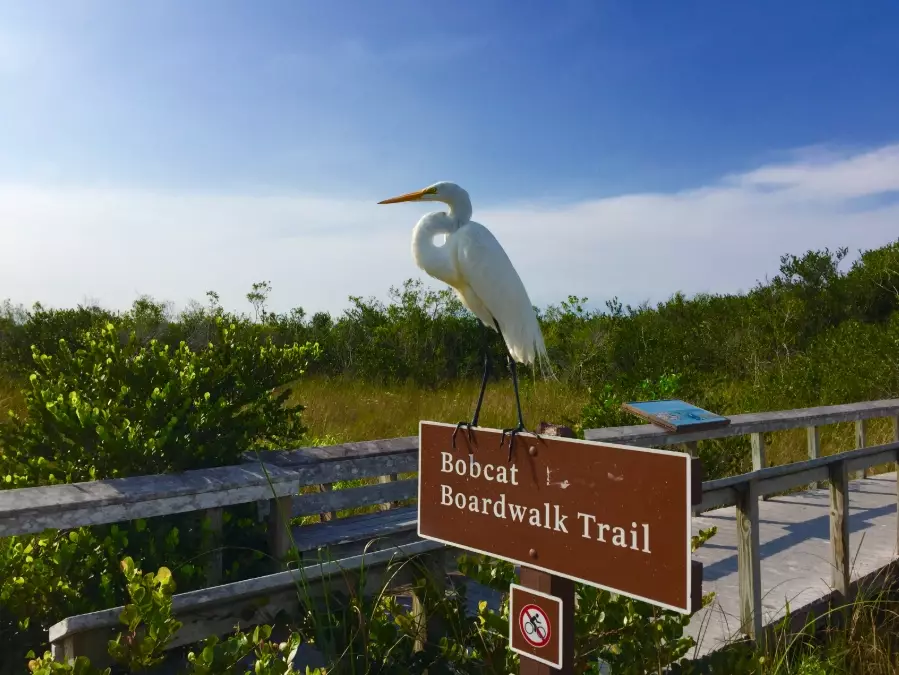 Florida national park birding Florida national park birding