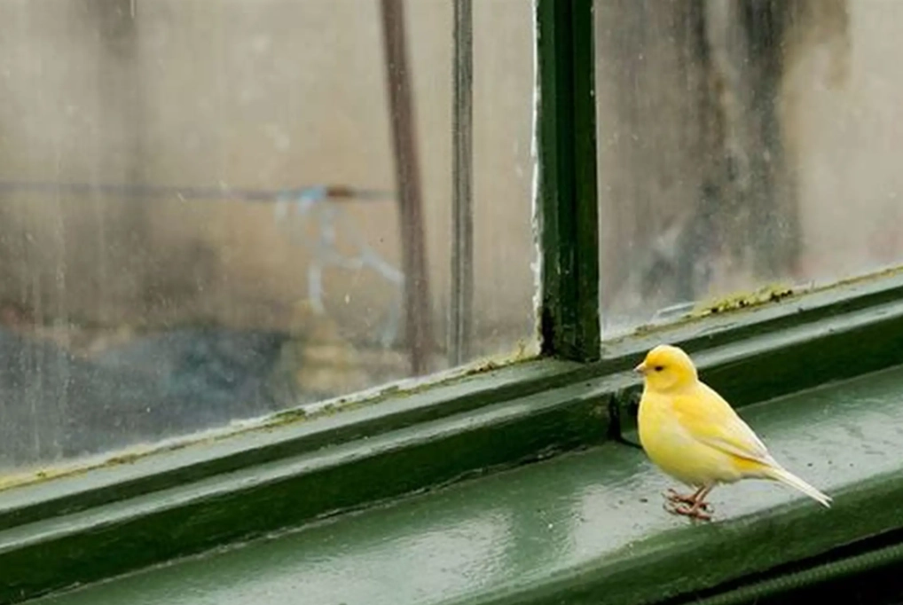 bird symbolism bird symbolism