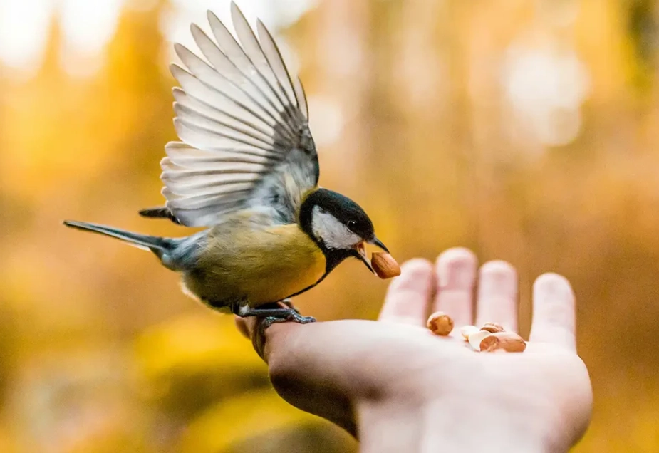 bird visitation meaning bird visitation meaning