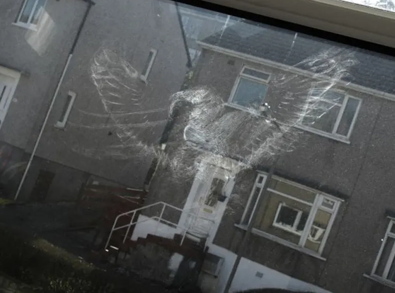 window strike bird recovery window strike bird recovery