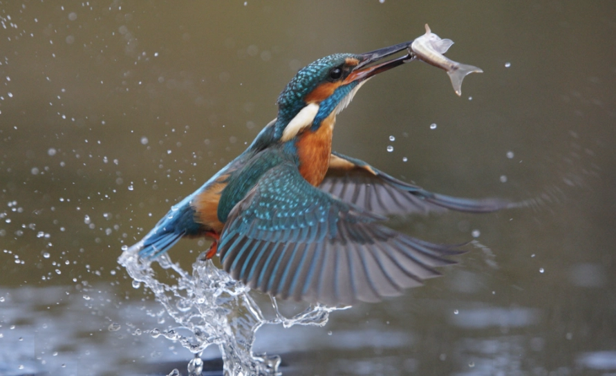 wildlife photography settings