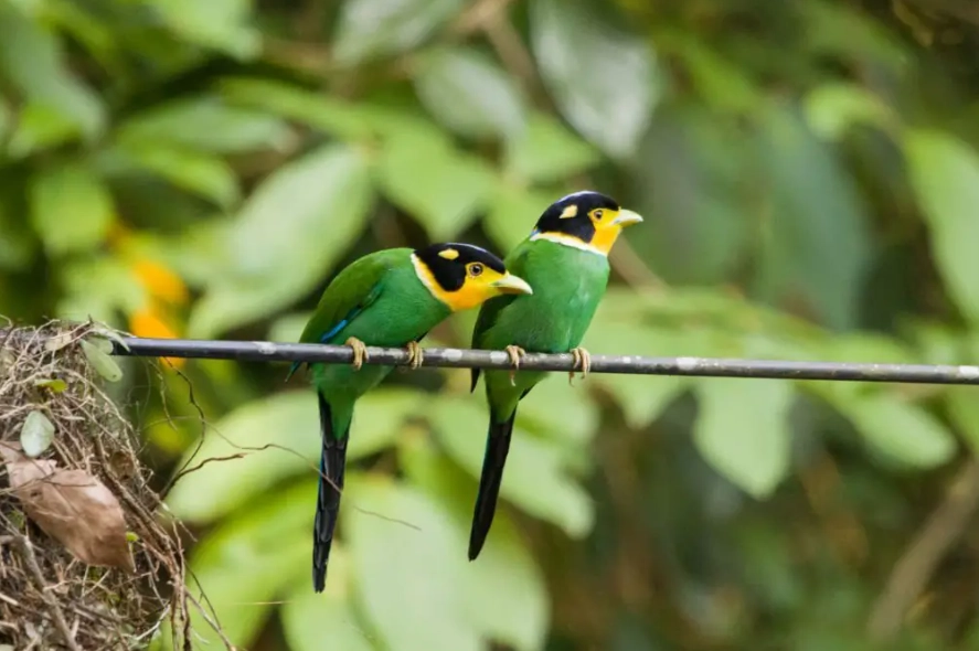 bird watching national parks