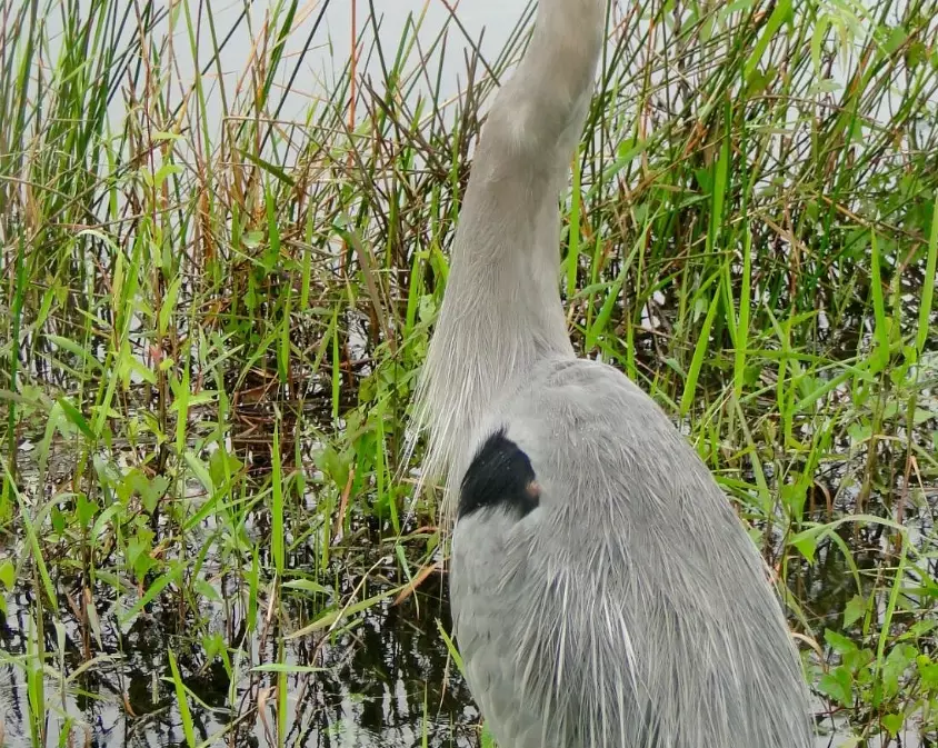 best birding spots Florida best birding spots Florida