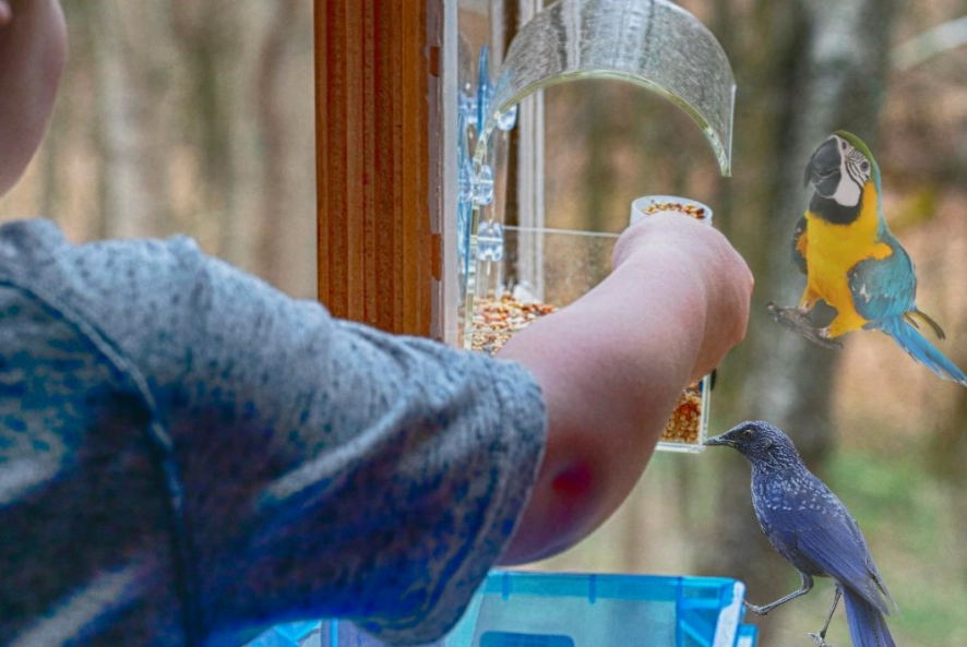 birds at my window birds at my window