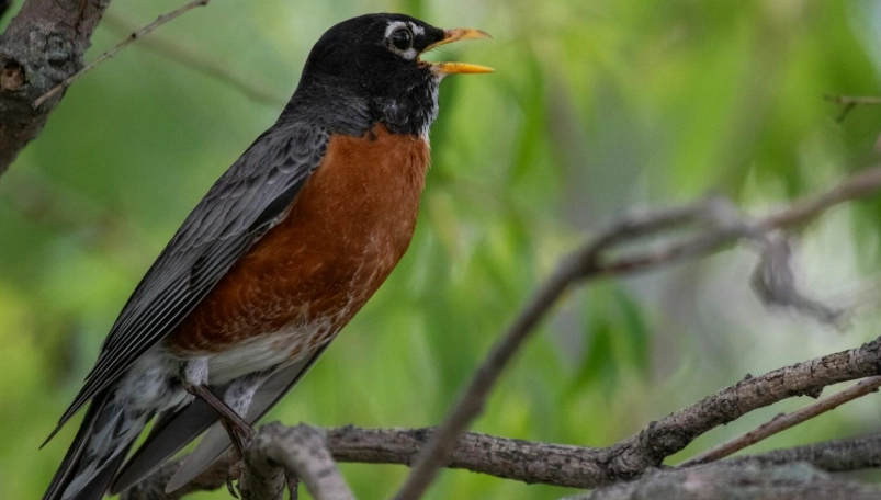 how to record bird sounds how to record bird sounds